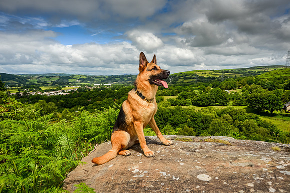 GSD-Gemma-8