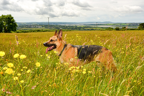 GSD-Gemma-19
