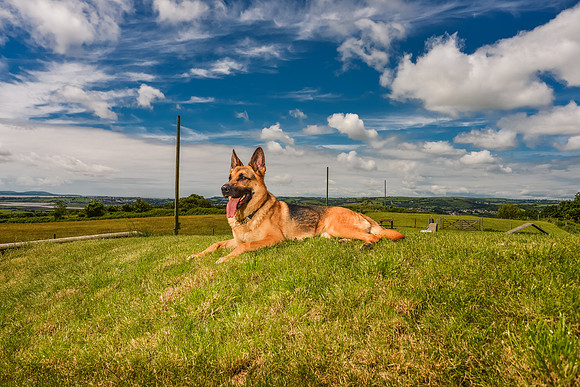GSD-Gemma-14