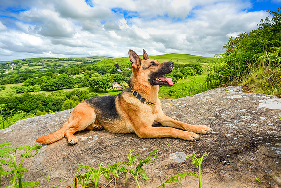 GSD-Gemma-11
