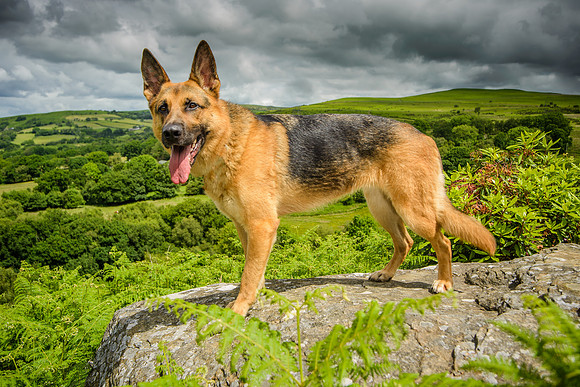 GSD-Gemma-5