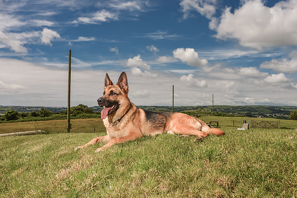 GSD-Gemma-16
