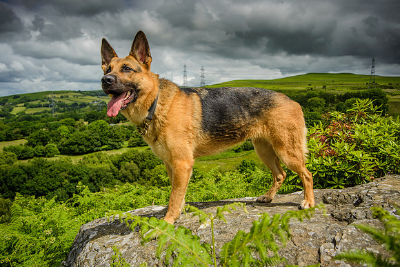 GSD-Gemma-4