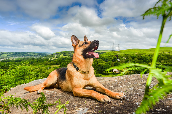 GSD-Gemma-10