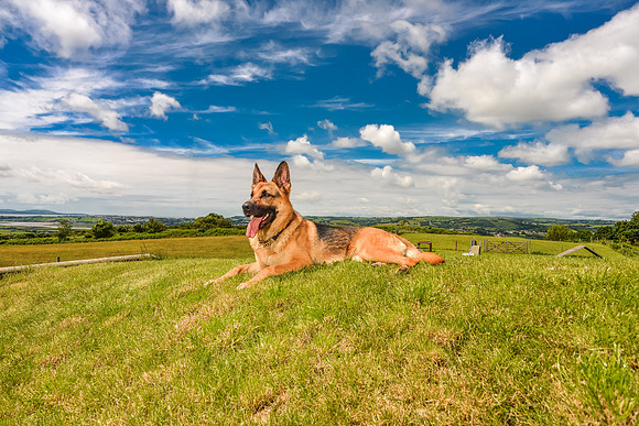 GSD-Gemma-15