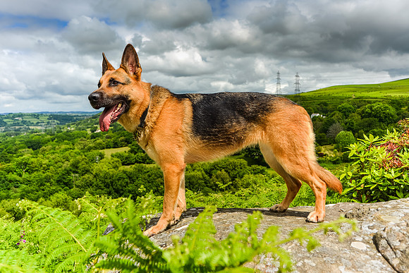 GSD-Gemma-1