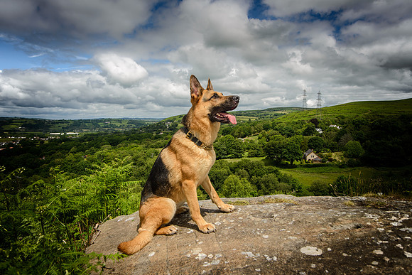 GSD-Gemma-7