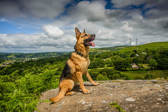 GSD-Gemma-6