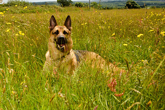 GSD-Gemma-18