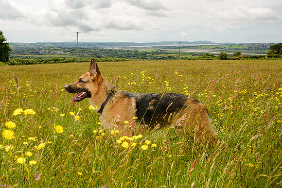 GSD-Gemma-20