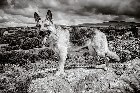 GSD-Gemma-5-2
