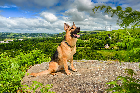 GSD-Gemma-9