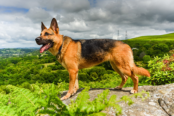 GSD-Gemma-2