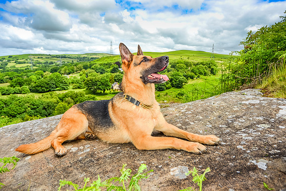GSD-Gemma-12