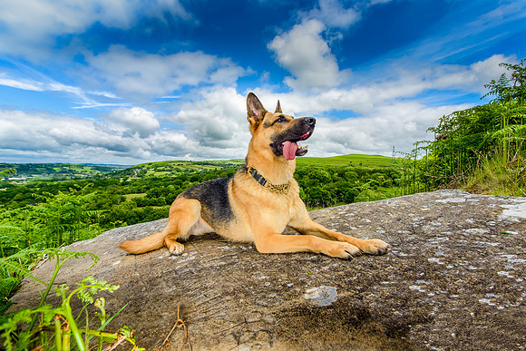 GSD-Gemma-13