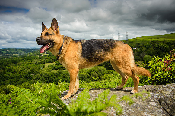 GSD-Gemma-3